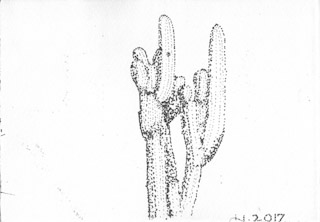 Saguaro Cactus