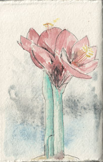 Amaryllis