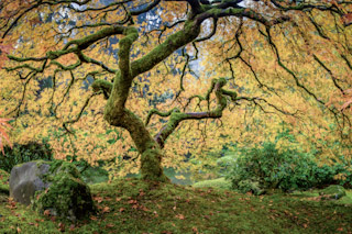 Japanese Maple