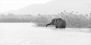 18. Overstekende Olifant