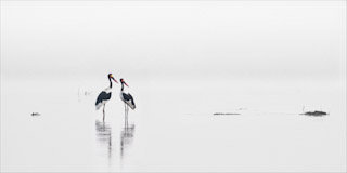 16. Saddlebacks ooievaars