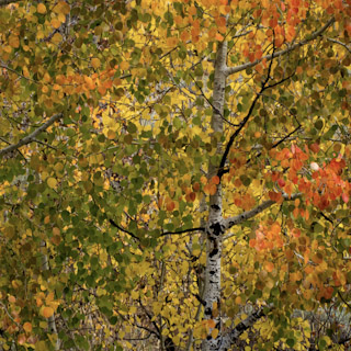 Aspen Detail