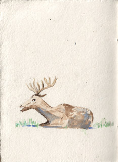 Elk