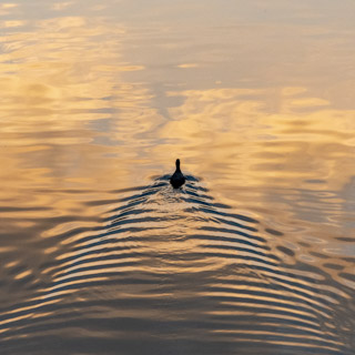 Duck Swimming in Dahu Lake, Taipei