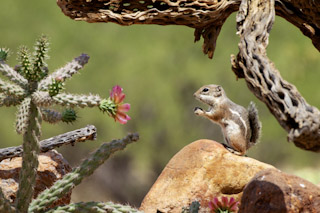 Squirrel TV