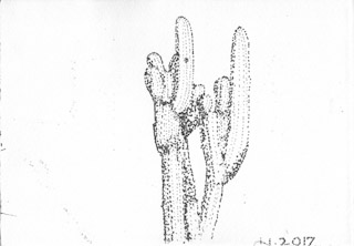 Saguaro Cactus