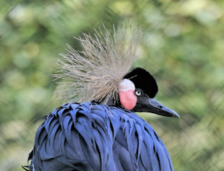 52. Vreemde Vogel