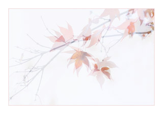 67. Acer