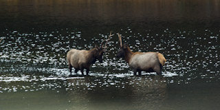 Elk Meeting