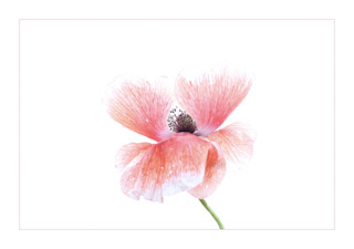70. Papaver