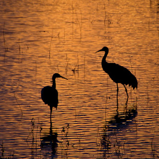 Crane Serenity