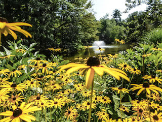 A Serene Summer Day