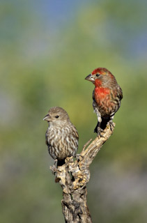 Finch Duo