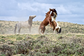 Stallion Battle