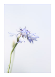 68. Centaurea