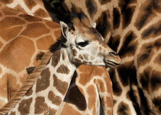54. Giraffejong met zijn schaduw