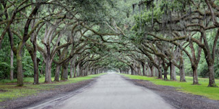 Wormsloe's Lane