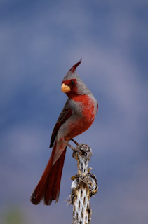 Pyrrhuloxia Pose