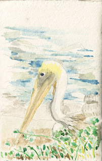 Pelican