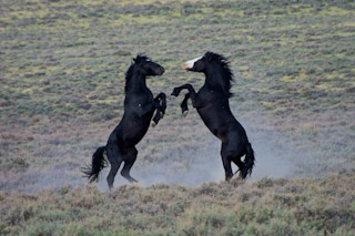 Stallion Squabble