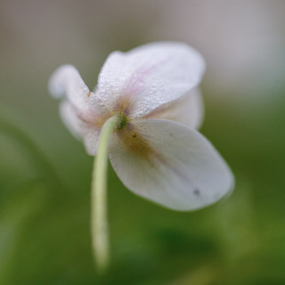 77. Anemone Nemorosa ontluikt