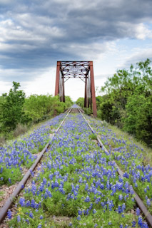 Bluebonnet Trestle