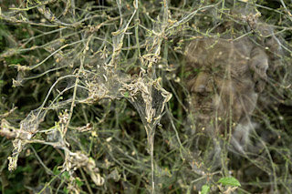 41. Stippelmot