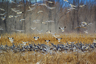 Geese Drop-in