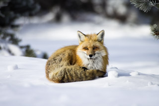 Fox Curl