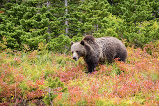 Prowling Glacier