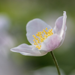 78. Anemone Nemorosa in bloei