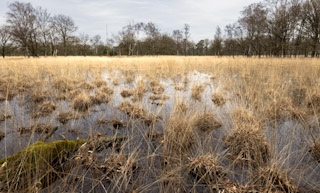 Wetlands