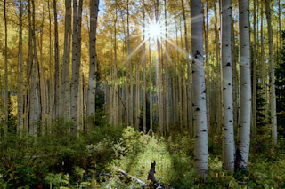 Aspen Sun