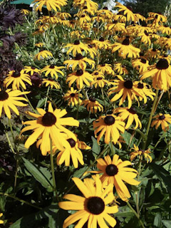 A Sea of Sunflowers