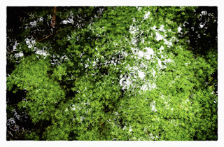 Foliage on Water