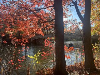 An Leafy Utopia