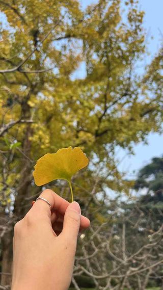 A Leaf Disguised as a Delicate, Yellow Flower