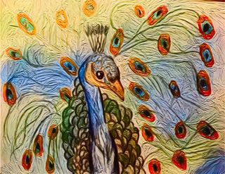 The Magnificent Peacock