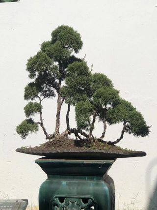 A Mini Pot of Miniature Chinese Trees