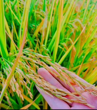 Bright Wheat Plant