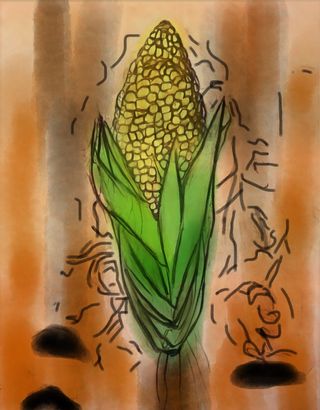 Vanishing Maize