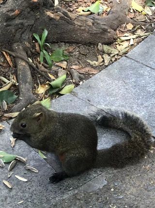 The Skinny, Black Squirrel