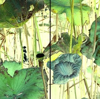 Nymphaea #29