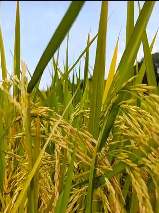 Wheat in the Wheat Field