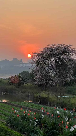 A Fiery Eye on the Greenery Below