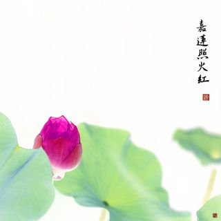 Nymphaea #15