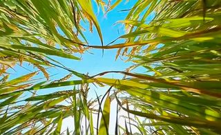 What Critters See Under the Tall Plant of Wheat