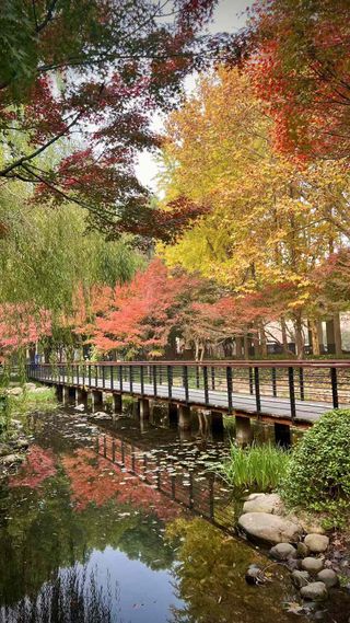 Colors Above a Wooden Bridge