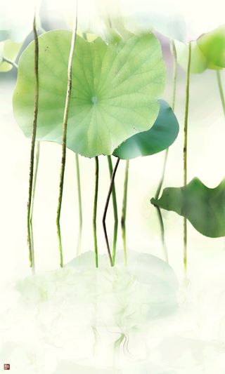 Nymphaea #22