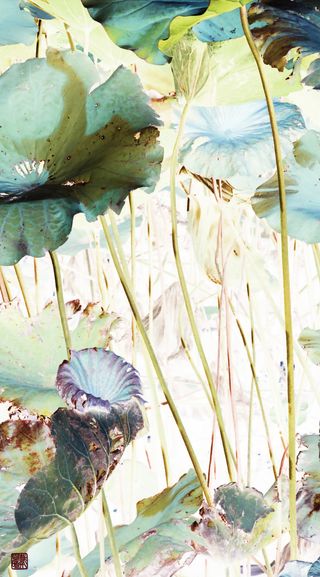 Nymphaea #21